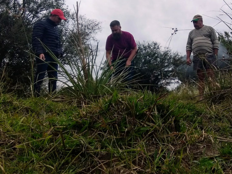 Arroio Grande: Projeto de manejo de vegetação nativa no Bioma Pampa começa a ser implementado