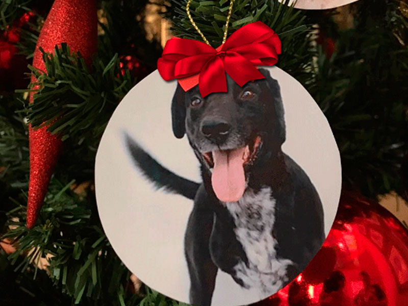Câmara de Vereadores de Pelotas terá árvore de Natal com foto de cães para adoção