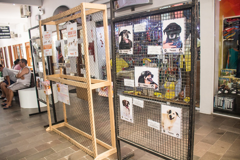 Pelotas: Exposição “Adotar é Legal – Todo o Cão Merece um Lar” chega ao Laranjal