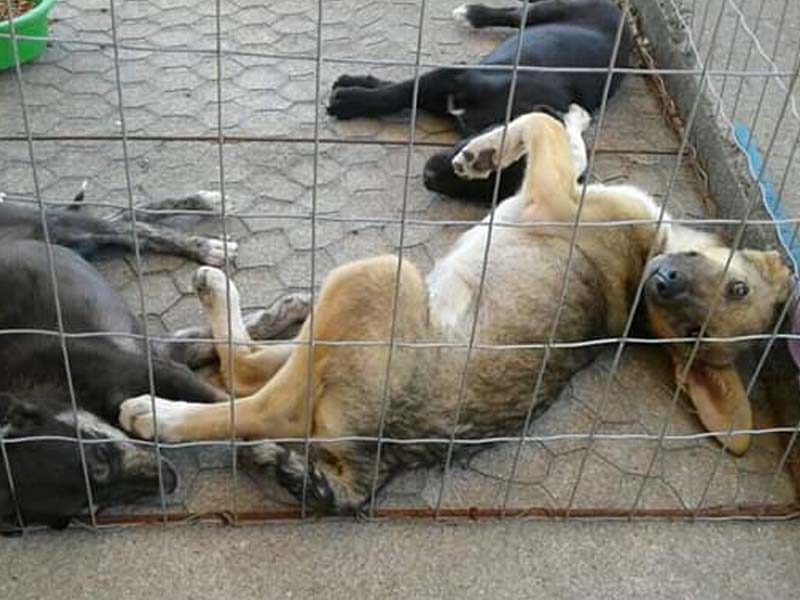 Projeto que já cuidou de 400 animais de rua em Piratini passa por dificuldades