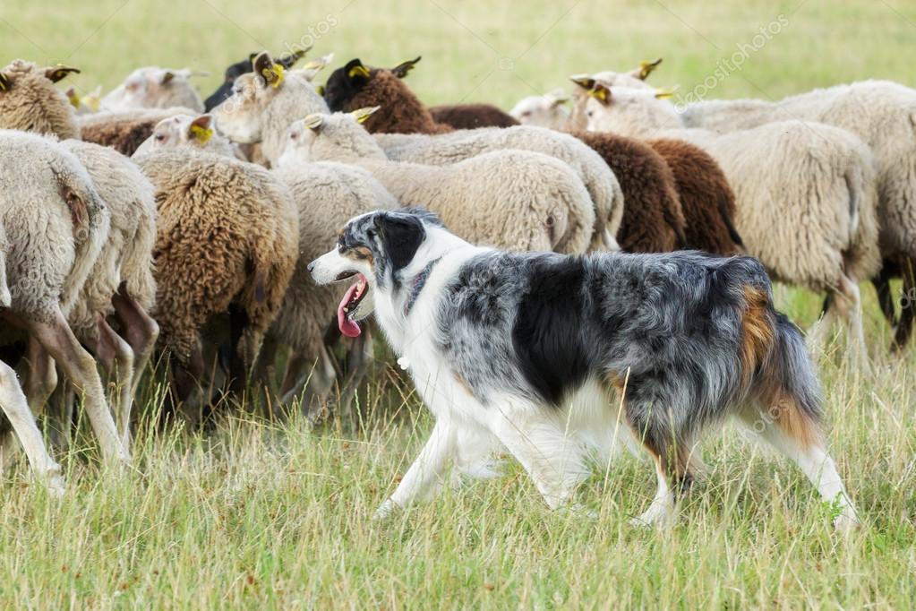 Meia Lã de Jaguarão apresenta técnica de Border Collie no pastoreio