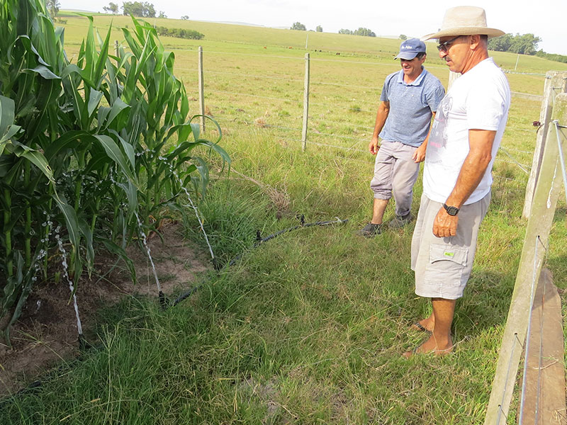 Emater/RS-Ascar realiza incentivo de irrigação no cultivo do milho em Jaguarão