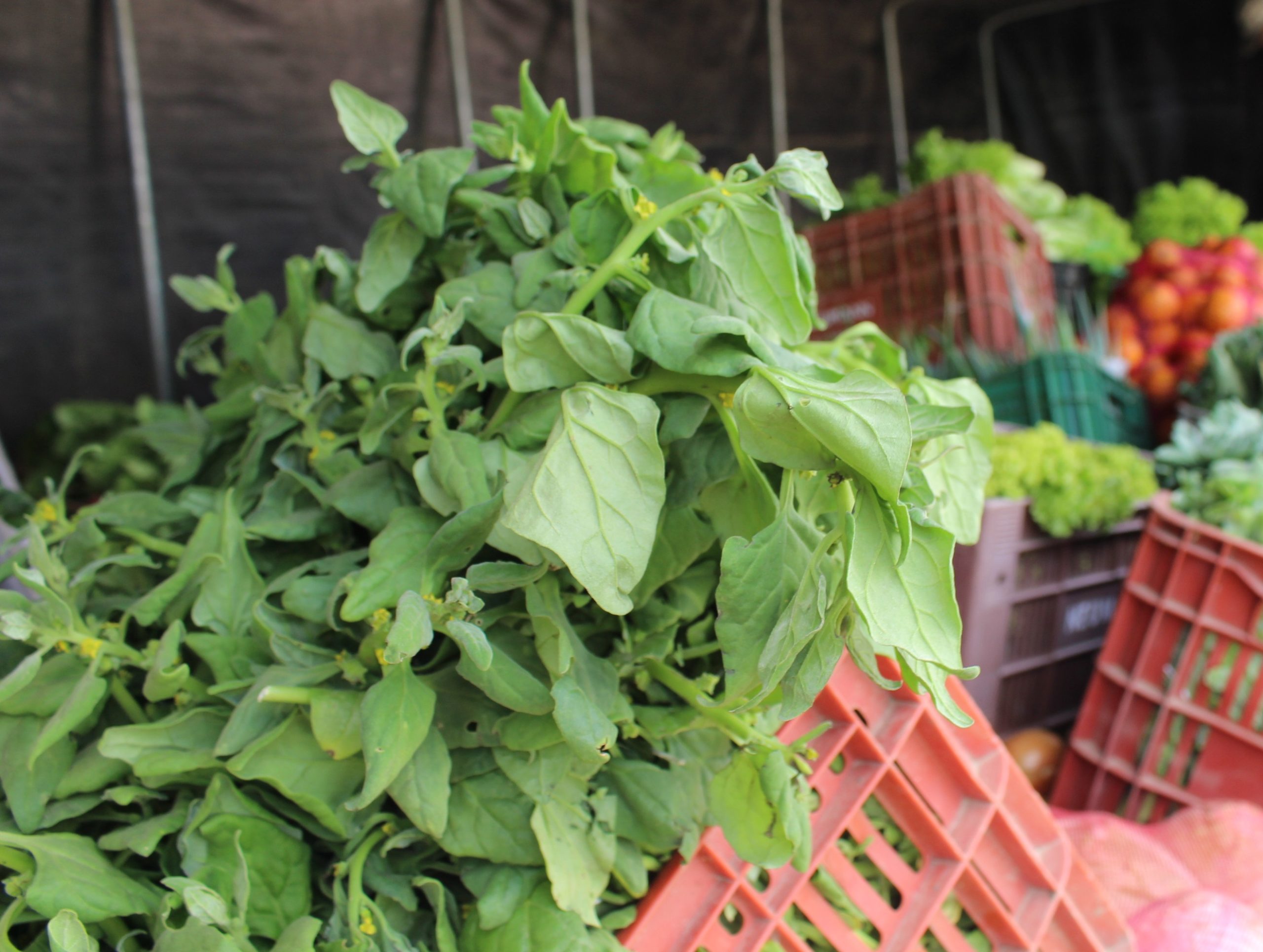 Prefeitura de Cerrito entrega mais de duas toneladas de hortifrútis do PAA