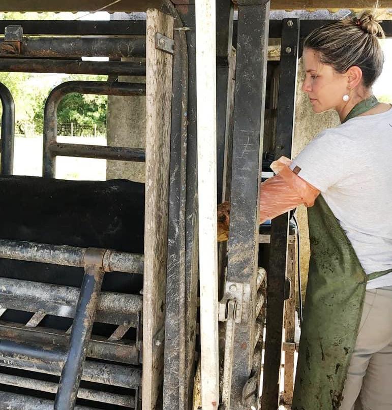 Jaguarão: Médica veterinária fala sobre a importância da utilização da ultrassonografia na reprodução bovina