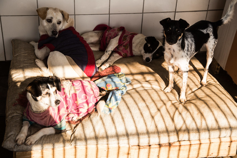 Pelotas: Campanha do Agasalho Canino arrecada roupas para o Canil Municipal