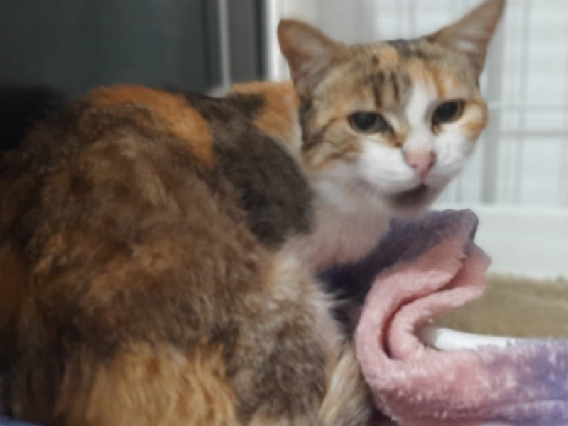 Piratini: Casal é flagrado abandonando animais e ativistas esperam que felina seja adotada