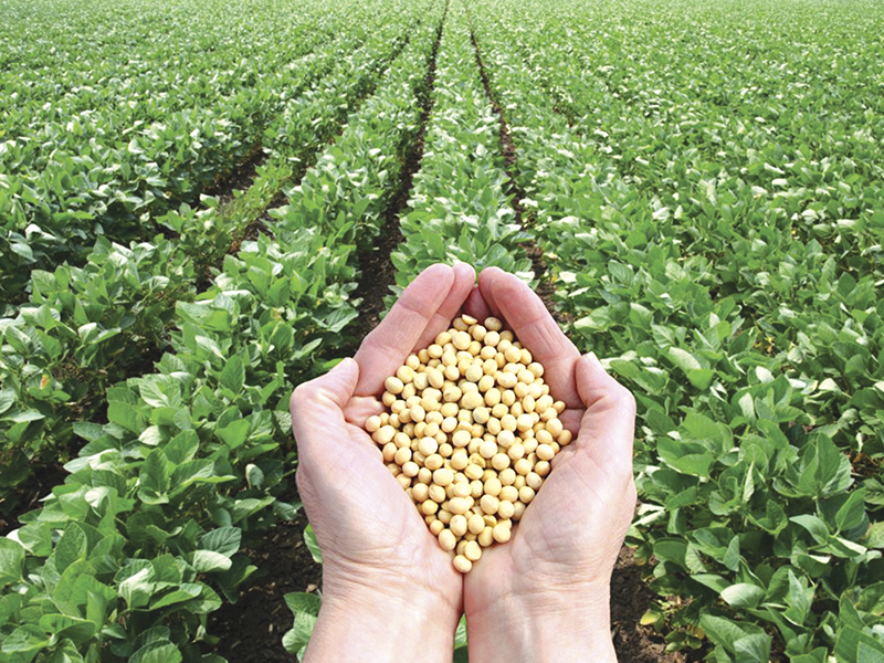Plantio da soja na região poderá atingir mais de 420 mil hectares