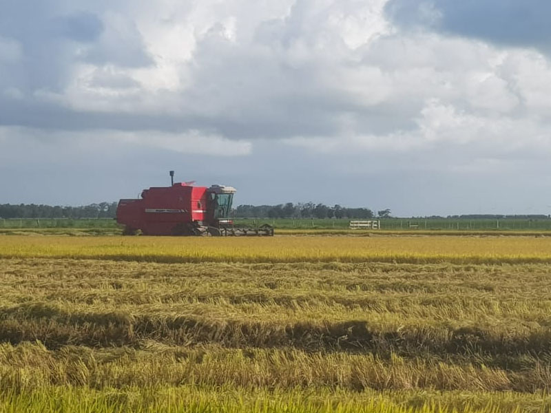 Começa a colheita do arroz no estado