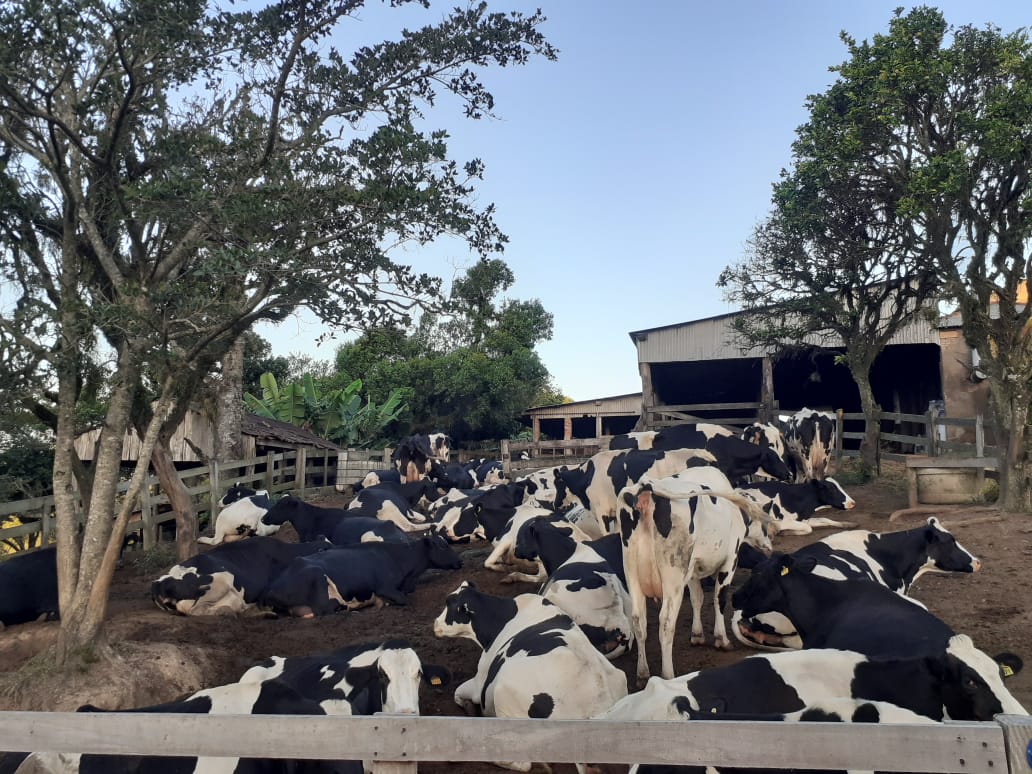 São Lourenço do Sul: Preços pagos no leite não acompanham aumento do custo de produção