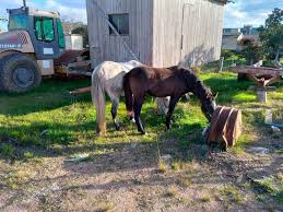 Cavalo-Pinheiro-machado