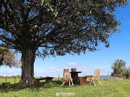 Fazenda-Martimar-case