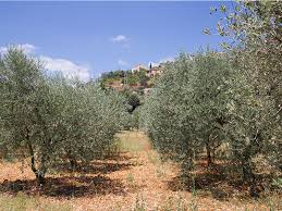 Oliveiras
