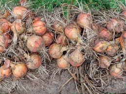 Cebola