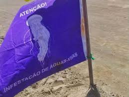 FURG lança guia sobre mães d’água e caravelas do litoral gaúcho