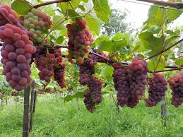 Uvas-Pelotas