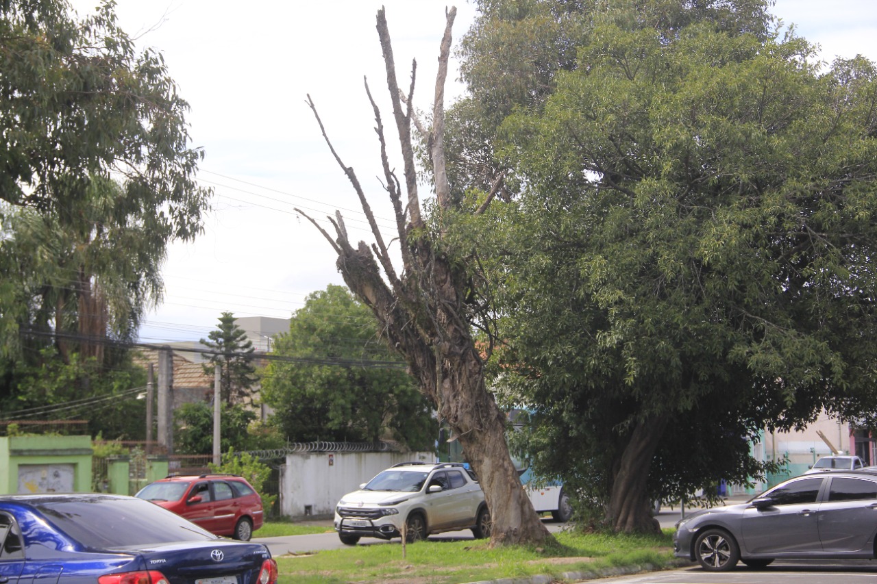 Pelotas: Árvores condenadas na avenida Duque são suprimidas