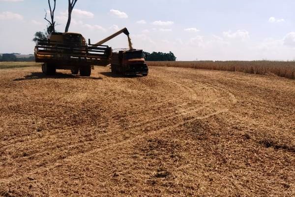 Conab abre edital para armazenagem de farelo de soja em unidades da Companhia