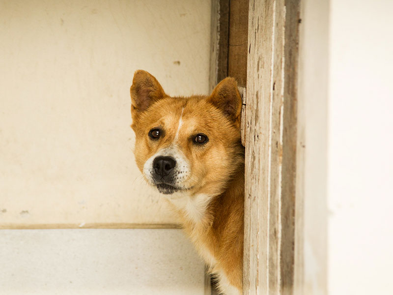 Pelotas: Feira de adoção de cães ocorre no sábado (27)