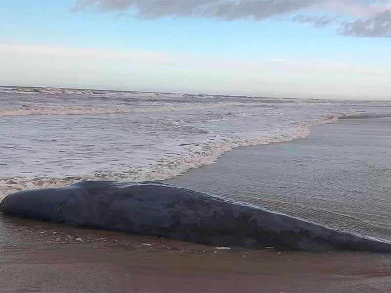 Baleia que encalhou na praia do Cassino morre após ser devolvida ao mar