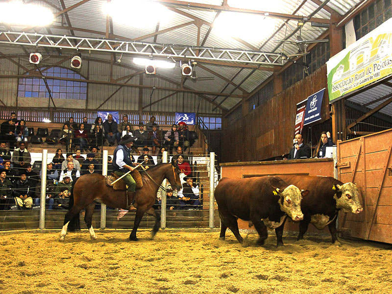 Leilão-Hereford-Expofeira