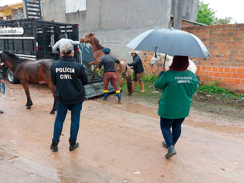 Pelotas: Prefeitura e Polícia Civil apreendem animais por maus-tratos