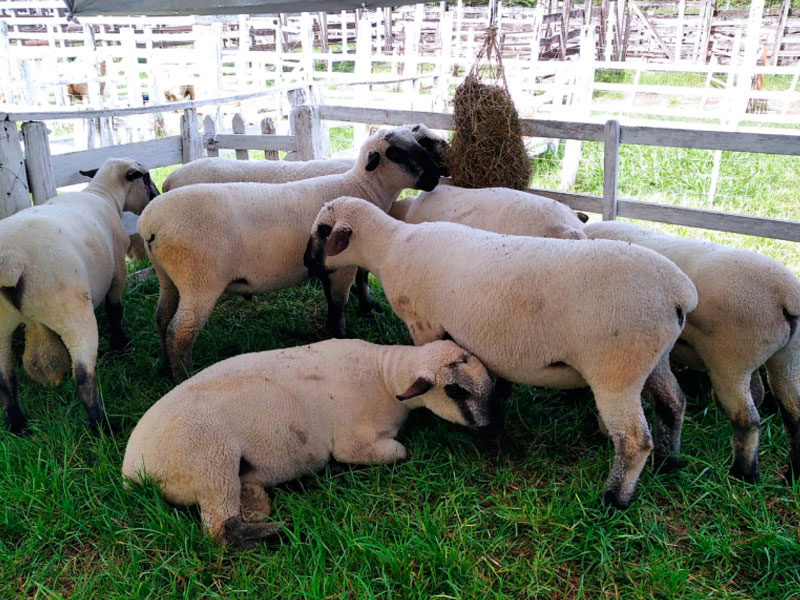Ovelhas