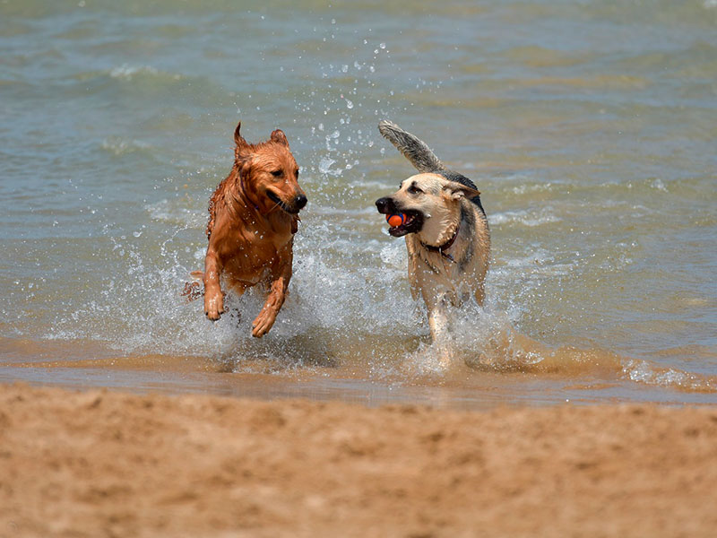 Hidratação e cuidados durante os passeios são importantes para a saúde dos pets no verão
