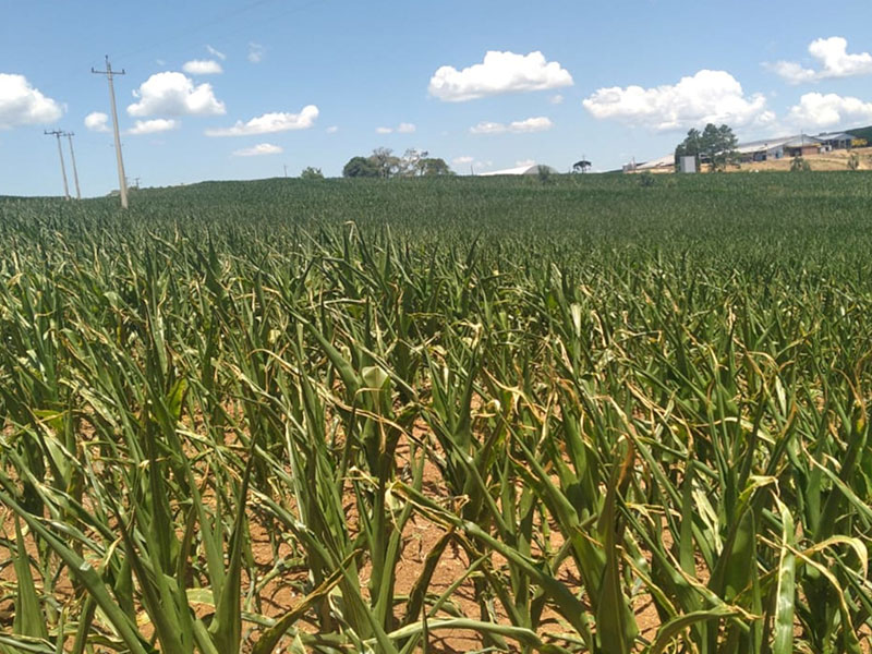 Cooperativas agropecuárias atualizam números sobre estiagem no Rio Grande do Sul