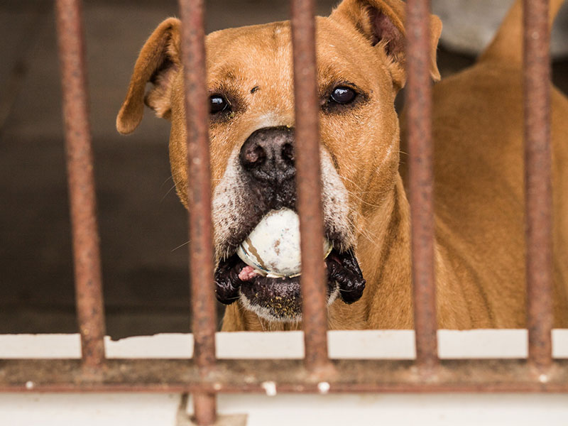 Pelotas terá atividades alusivas ao Abril Laranja