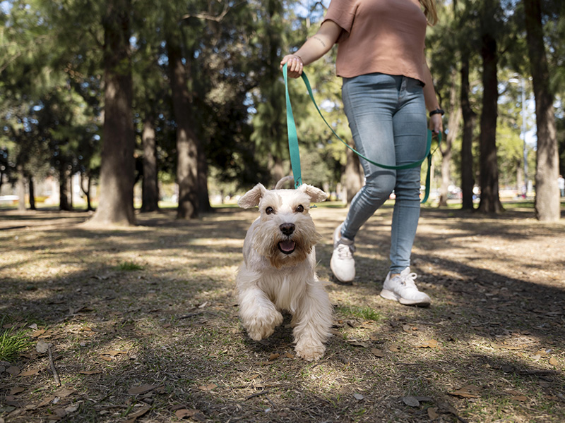 Prefeitura de pelotas realiza Cãominhada nesta sexta-feira (28)