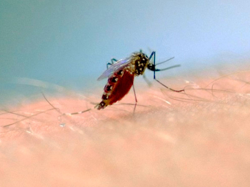 Com mais três óbitos confirmados, RS registra 26 mortes por dengue em 2023