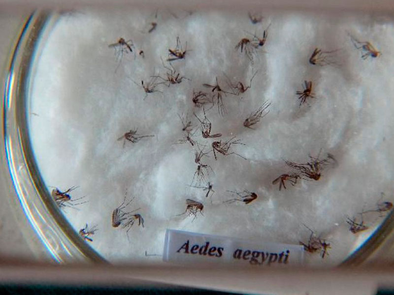 Nova vacina contra a dengue chega ao Brasil na próxima semana