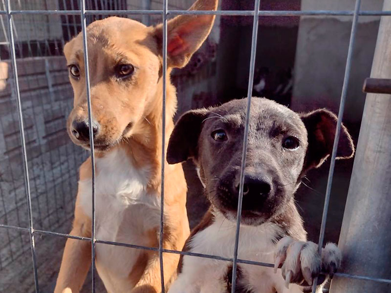 Piratini: Ativistas do São Francisco de Assis estão em campanha para reduzir o frio dos animais do Canil