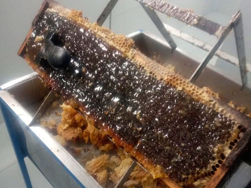 Apicultor jaguarense destaca que o trabalho vai além do manejo de colmeias