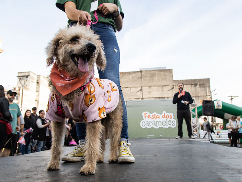 Pelotas: Campanha da Prefeitura garantiu novos lares para 22 cães do canil