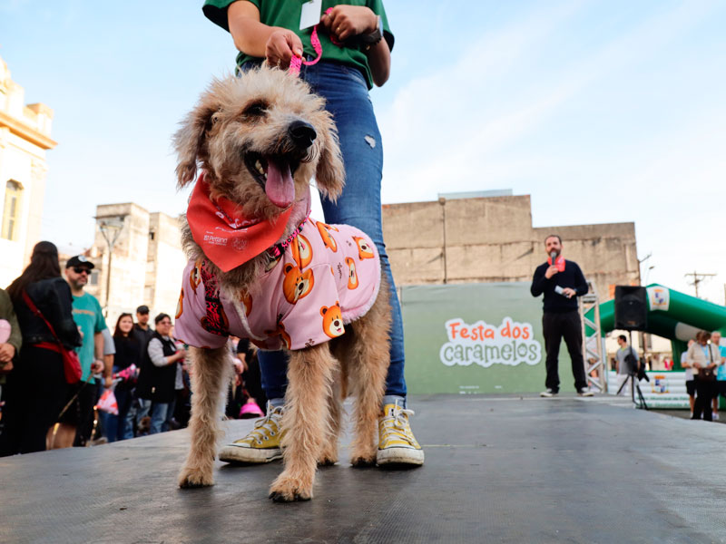 Pelotas: Festa dos Caramelos reforça campanha municipal de adoção de pets