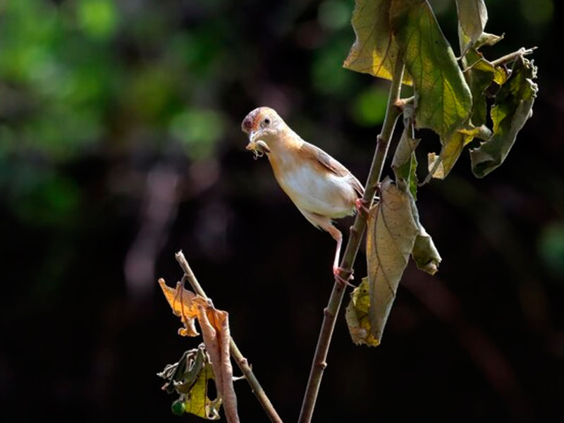 Morro redondo recebe Oficina de Introdução ao Birdwatching