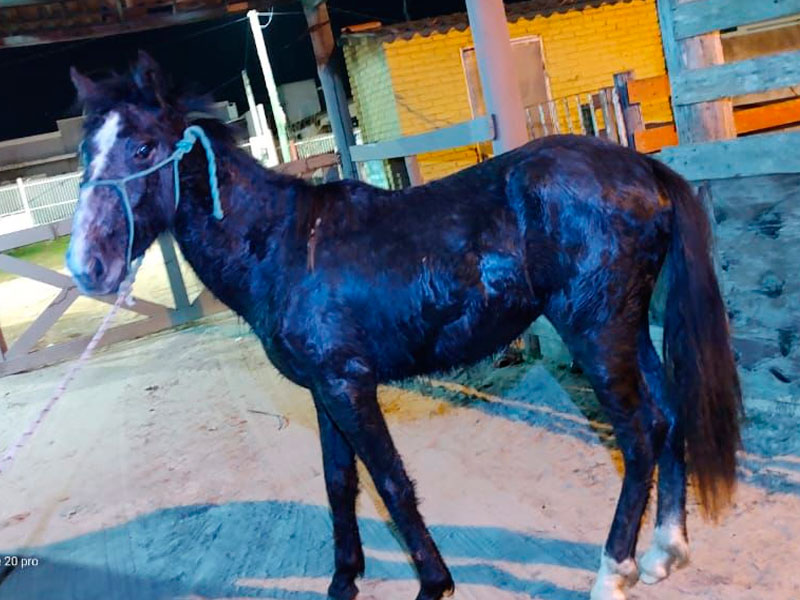 Operação recolhe animais soltos em vias públicas do Rio Grande