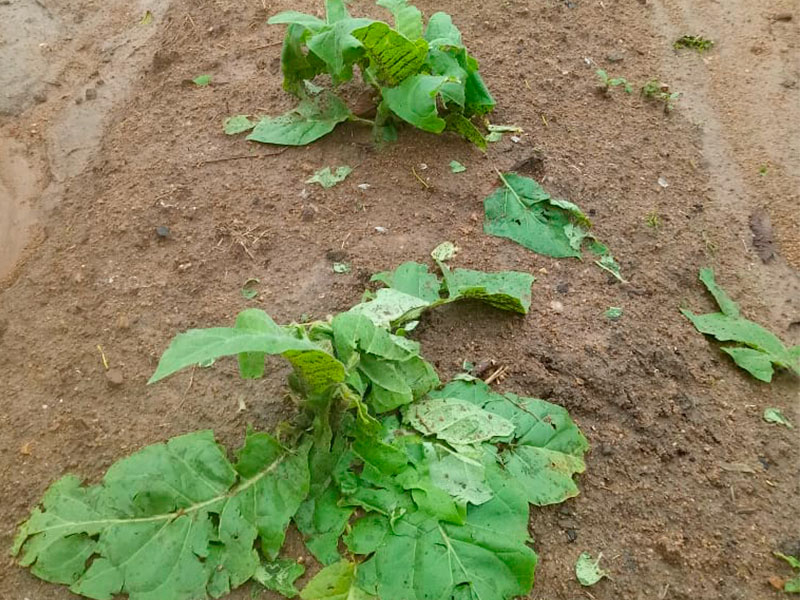 Perdas na agropecuária em decorrência das chuvas e granizo já somam R$ 98 milhões na região