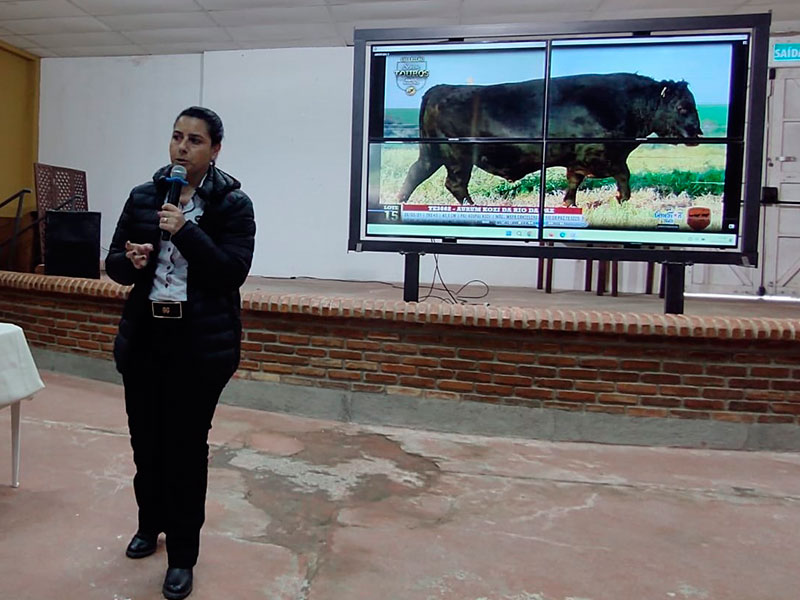 Jaguarão: Santa Nélia apresenta touros para o 29º remate