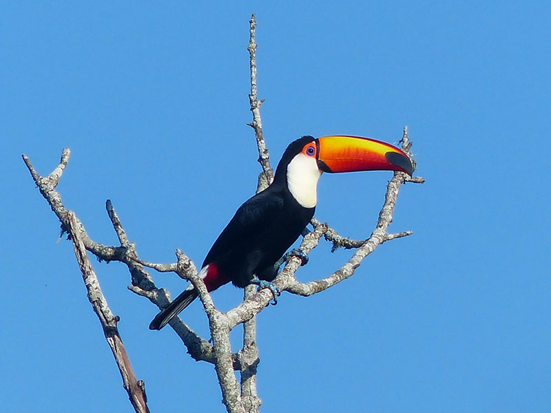 Morro Redondo na rota da observação de aves