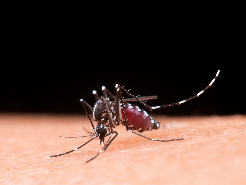 Secretaria de Saúde diz que situação da dengue está sob controle em São Lourenço do Sul