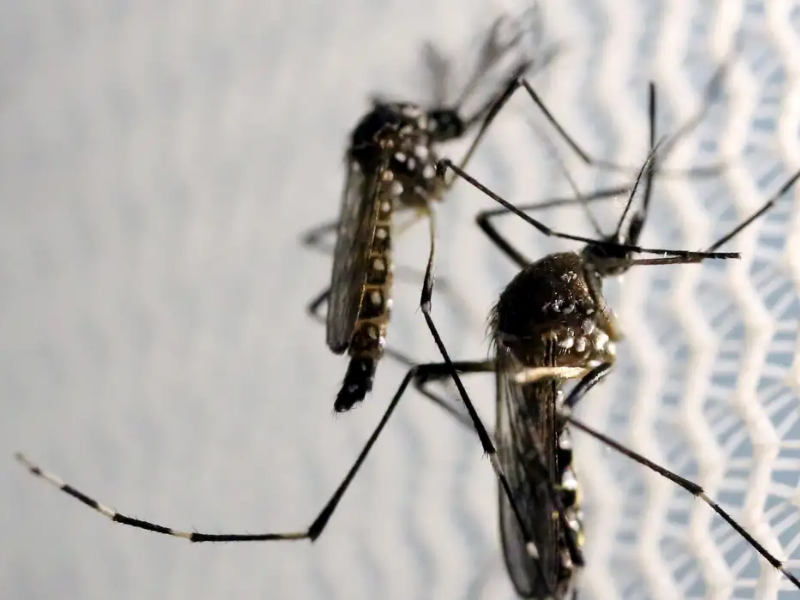 Crianças de até 5 anos morrem mais de dengue, revela pesquisa