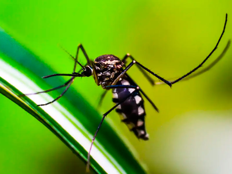 Cientistas desenvolvem armadilha para combater o mosquito da dengue