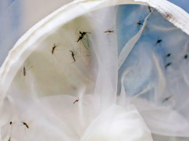 Rio Grande registra 646 focos do Aedes aegypti em 2026