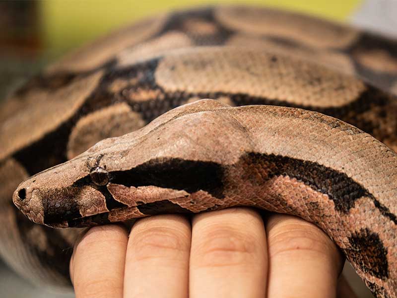 Prefeitura de Pelotas reforça alerta de acidentes com animais peçonhentos