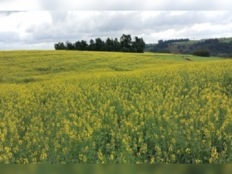Semana começa com frio intenso na Zona Sul e termina com calor, chuva e risco de temporais no RS