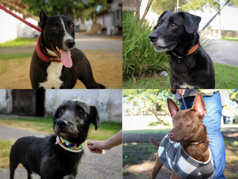 Pelotas: Feira de doação de cães ocorre na Fenadoce neste sábado