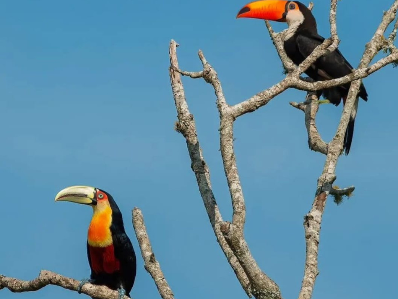 2ª Edição da Oficina de Birdwatching no Sítio Flor & Osória ocorre neste fim de semana em Morro Redondo