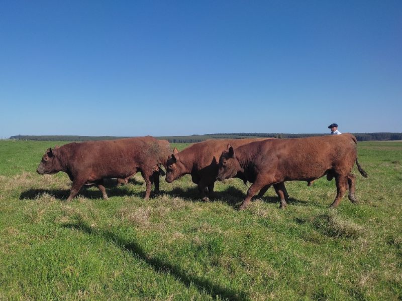 Jaguarão: 30° Remate Santa Nélia e Convidados acontece neste sábado (26)